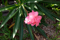 FloraFauna0622-6