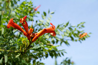 FloraFauna0622-3