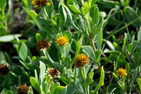 FloraFauna0622-5